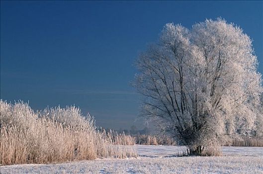 冬季风景,巴伐利亚,德国