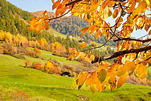 全景,樱桃树,秋天,蒙特卡罗,山谷,博尔查诺,南蒂罗尔,意大利,欧洲