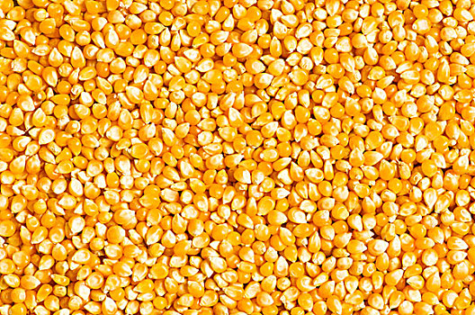 鲜明,玉米,颗粒,放置,背景