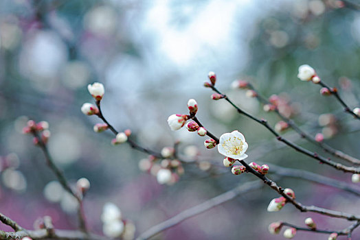 梅花白梅