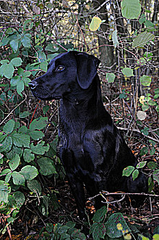 黑色拉布拉多犬,悬钩子属植物