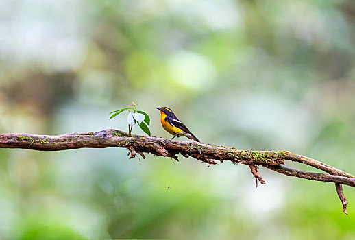 常单独在树冠层枝叶间活动及捕食昆虫的黄眉鸲鹟鸟