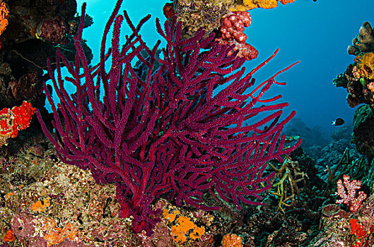 柳珊瑚目,软珊瑚,彩虹,礁石,斐济
