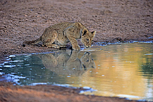狮子,幼兽,四个,水,喝,禁猎区,卡拉哈里沙漠,北角,南非,非洲