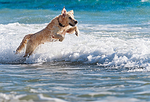 狗,跑,水,安达卢西亚,西班牙