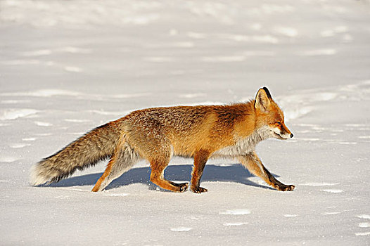 红狐,狐属,走,冬天,大帕拉迪索国家公园,意大利