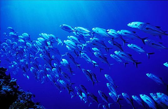 巴布亚新几内亚,鱼群,鱼,水下视角