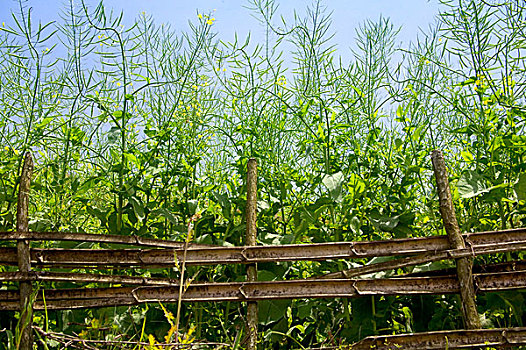 油菜,栅栏,龙胜,广西,中国