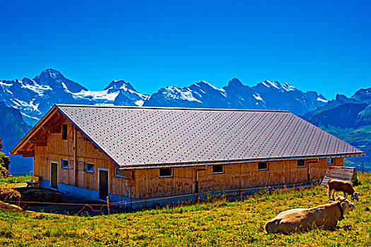 谷仓,阿尔卑斯山,高山,背景