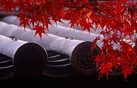 日本,本州,京都,秋天,枫叶,屋顶,寺庙