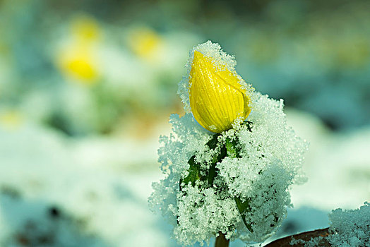冬乌头,冬菟葵,积雪,黑森州,德国,欧洲