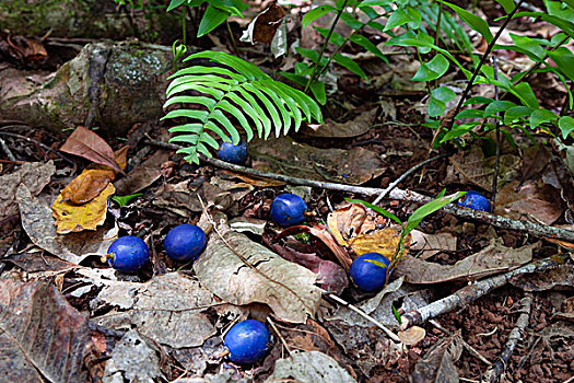 蓝色,水果,雨林,地面,国家公园,北方,昆士兰,澳大利亚