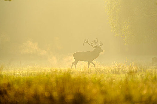 赤鹿,鹿属,鹿,雄性,雾状,早晨