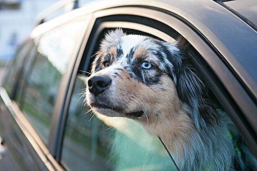 蓝色眼睛,狗,向外看,车窗,头像