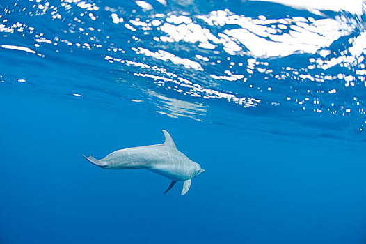 海洋生物