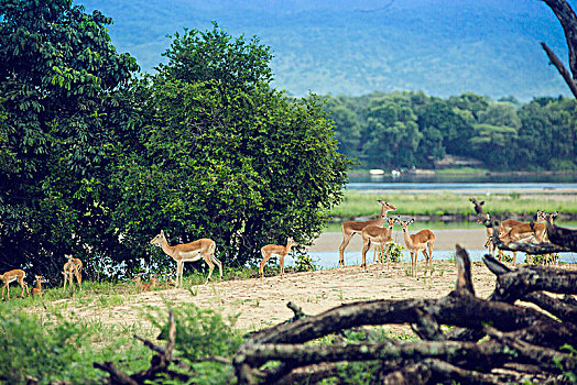 津巴布韦黑斑羚