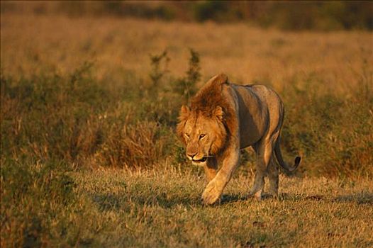 狮子,晨光,马赛马拉,肯尼亚,非洲