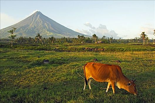 菲律宾,吕宋岛,省,攀升,靠近,完美,火山,母牛,地点