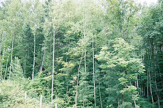 长白山森林峡谷