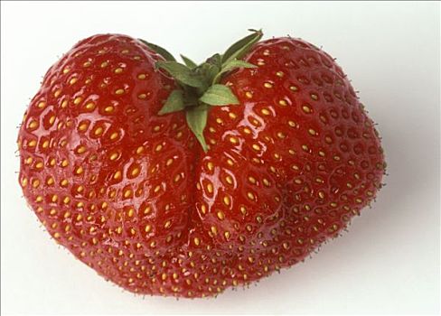 草莓,品种