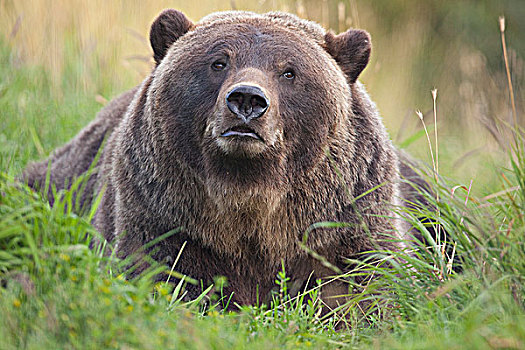 特写,雌性,棕熊,休息,青草,阿拉斯加野生动物保护中心,阿拉斯加,夏天,俘获
