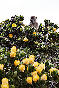 猴子,开花树木