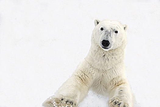 好奇,北极熊,站立,后腿,靠近,看,捕食,丘吉尔市,曼尼托巴,加拿大