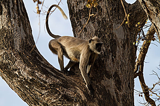 普通,叶猴,长尾叶猴,伦滕波尔国家公园,拉贾斯坦邦,印度,亚洲