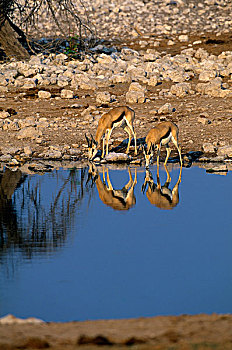 纳米比亚,埃托沙国家公园,跳羚,反射,水坑