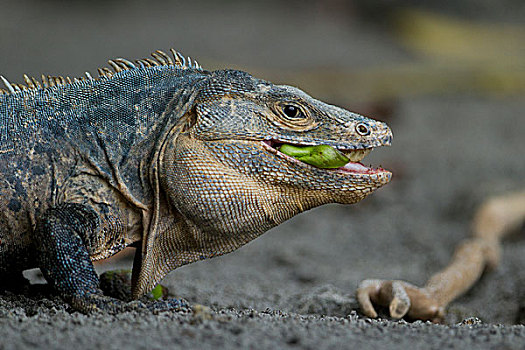 黑色,鬣蜥蜴,吃,石头,头像,曼纽尔安东尼奥国家公园,哥斯达黎加,北美