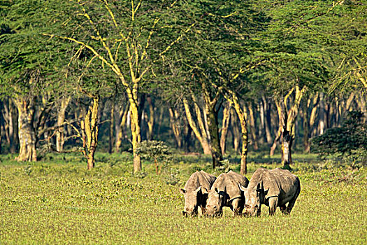 三个,白犀牛,纳库鲁湖国家公园,肯尼亚