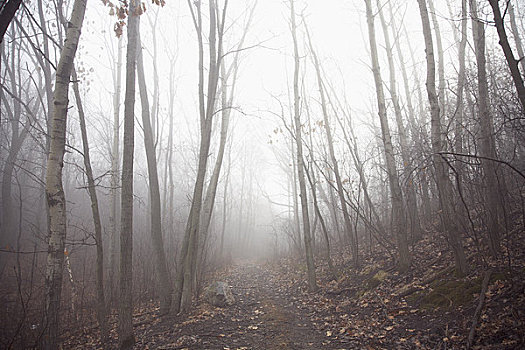 小路,通过,树林,雾