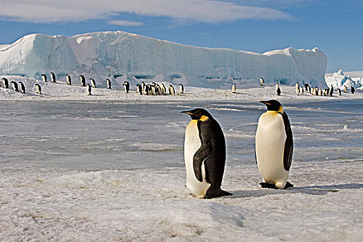 帝企鹅,企鹅,成年,站立,雪,雪丘岛,南极半岛,南极