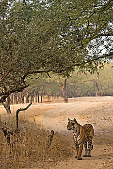 野生,孟加拉虎,印度虎,虎,走,林道,干燥,树林,拉贾斯坦邦,国家公园,印度,亚洲