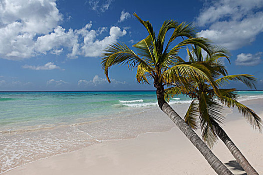 棕榈树,树,热带,海滩