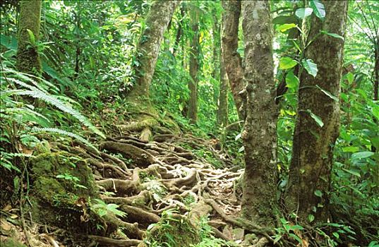 西印度群岛,瓜德罗普,热带森林
