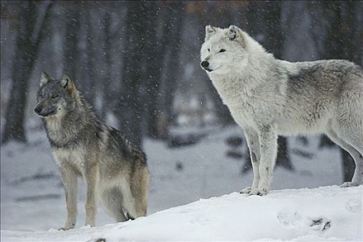 大灰狼,狼,一对,冬天,明尼苏达