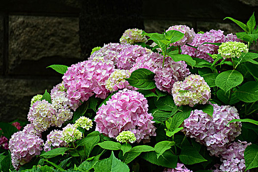 八仙花绣球花