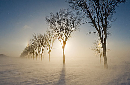 吹,雪,曼尼托巴,加拿大