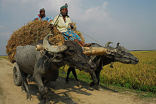 水牛,手推车,装载,稻田,孟加拉,五月,2007年