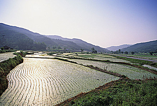 韩国,稻田,首尔