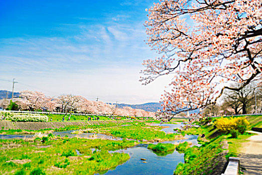 樱花,树,河边,河,京都,京都府,日本
