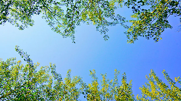 仰视蓝色天空下绿色树冠