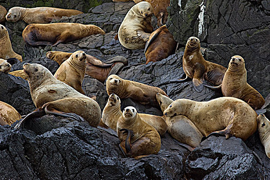 海狮,北海狮,群,室外,岩石上,卡特麦国家公园,阿拉斯加