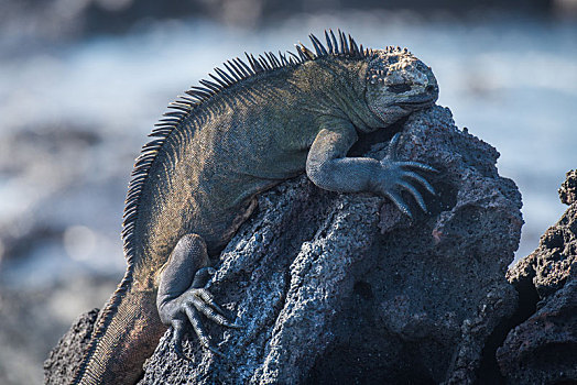 海鬣蜥,睡觉,黑色背景,火山岩