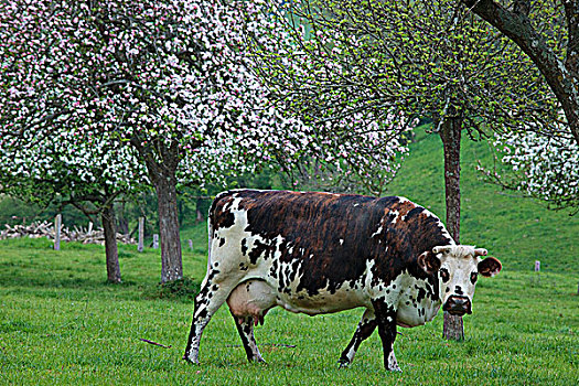 法国,诺曼底,母牛,苹果树,开花