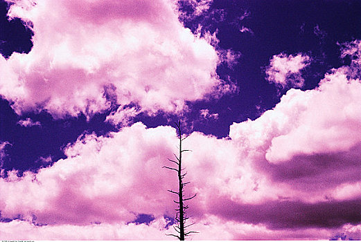 秃树,阴天,布莱斯峡谷国家公园,犹他,美国