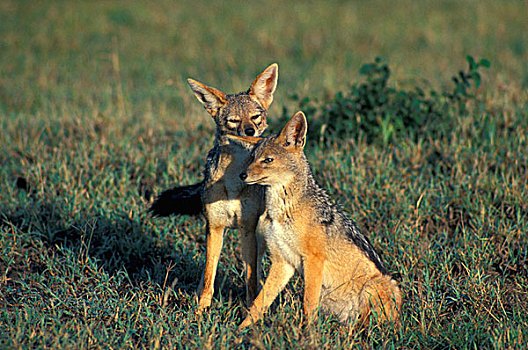 黑背狐狼,黑背豺,一对,恩戈罗恩戈罗,保护区,坦桑尼亚