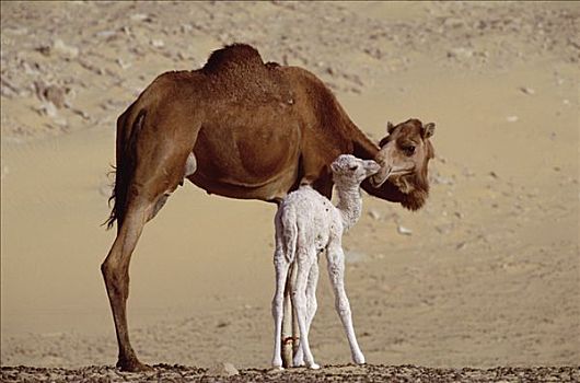单峰骆驼,骆驼,母兽,两个,白天,老,幼仔,绿洲,撒哈拉沙漠,埃及