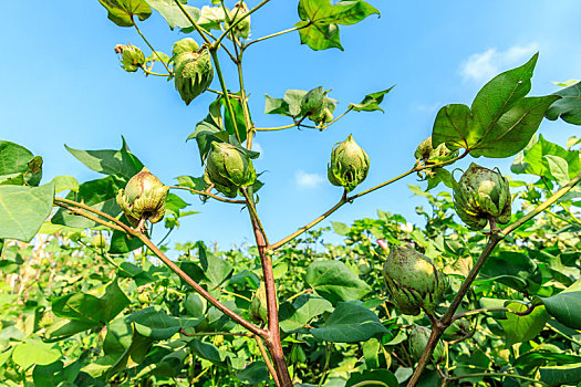 绿色的棉花植物生长在农田